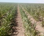 Deja helada daños parciales en sembradíos de sorgo