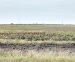 Pierden campesinos cosechas de sorgo