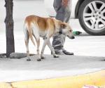 Urge aprobación para proteger a los animales