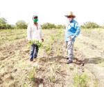 Dejan ganadería; serán agricultores