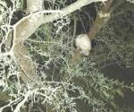 Encuentran cráneo en ramas de árbol