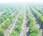 Sustituyen cultivo de sorgo por frijol