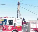 Moviliza gato a bomberos