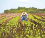 Ciencia y tecnología para fortalecer seguridad alimentaria: Sader