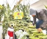 Venden productores la cosecha de elotes