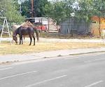 Galopan caballos en la pista de atletismo