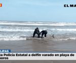 Rescata Policía Estatal a delfín varado en playa de Matamoros