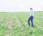 Fortalecen con lluvias sembradíos de sorgo