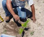 Aceleran reforestación ante sequía severa