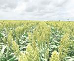 Beneficia lluvia al sector rural