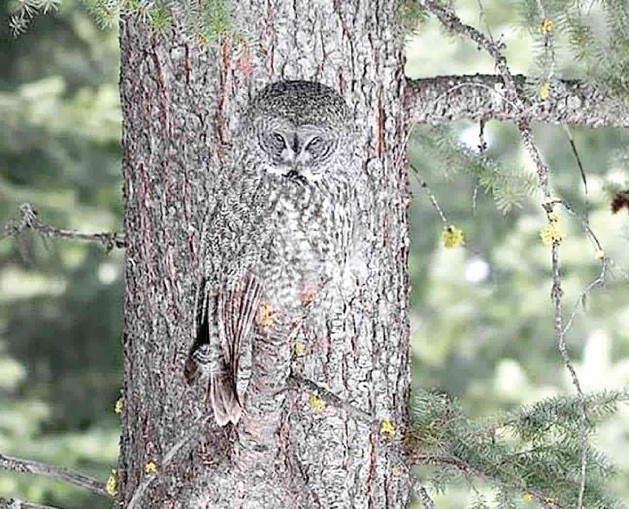 Búho gris camuflándose con la corteza de un árbol