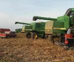 Pagan sorgo en temporal hasta 6 mil 400 tonelada