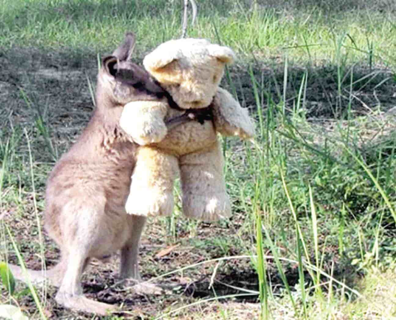 Canguro bebé huérfano abraza a oso de peluche, su 'mejor amigo