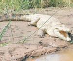 Piden exterminio de los cocodrilos