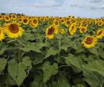 Invita Inifap a sembrar girasol en tardío