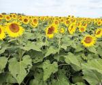 Recomiendan sembrar girasol