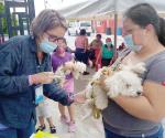 Por calor vacunan a más mascotas