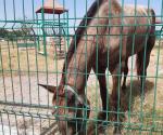 Equinos pastan tranquilamente dentro de plazas infantiles