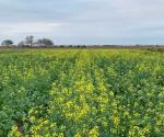 Pactan precio de canola en $11,500 la tonelada