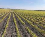 Sembradíos de sorgo en riesgo por bajas temperaturas