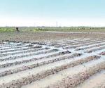 No más lluvias, piden en el agro