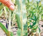 Pulgón amarillo acecha sembradíos de sorgo