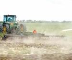 Trabajan en los campos para evitar la maleza