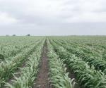 Beneficia lluvia sector agrícola