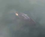 ´Pasea´ pareja de Manatíes en la Laguna del Carpintero