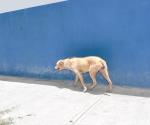 Abrirán espacio para mascotas