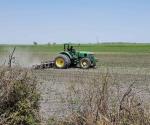 Más de 5 mil hectáreas de sorgo siniestrada