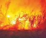 Megaincendio fue intencional