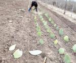 Introducen cultivo del nopal forrajero