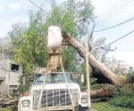 Caída de árbol deja sin luz a amplio sector