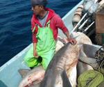 Repunta la pesca de tiburones