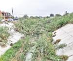 Invaden arbustos a drenes y canales