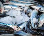 Ocho marcas de sardinas incumplen contenido y normas, según Profeco