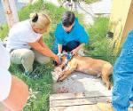 Atacan a perro con machete