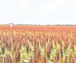 Sembradíos de sorgo, bajo acecho de plagas