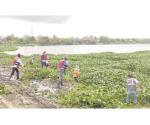 Retiran lirio acuático de lagunas