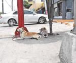 Animales en riesgo