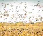 Aves arrasan los pocos sembradíos de sorgo