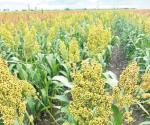 Podrían extinguirse siembras de sorgo