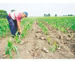 Apoyarán a productores