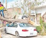 Derriba el viento árbol sobre auto