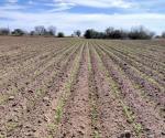 Auguran buenos cultivos de sorgo