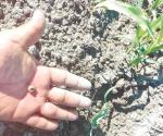 Ataca plaga de gusano sembradíos de sorgo