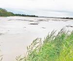 Las ranas son garantía de agua buena, pero no hay