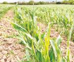 Asechan plagas cultivos de sorgo