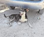 Aumentan casos de mascotas abandonas